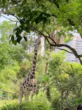 天王寺動物園に投稿された画像（2023/5/4）