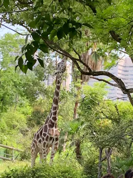 天王寺動物園に投稿された画像（2023/5/4）