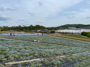 花の駅せらに投稿された画像（2023/5/4）
