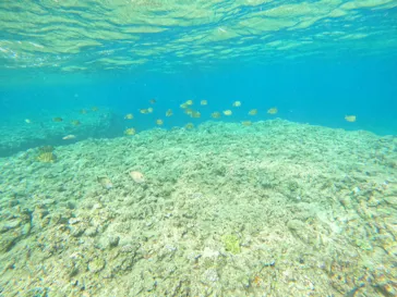 武藤潜水に投稿された画像（2023/5/4）