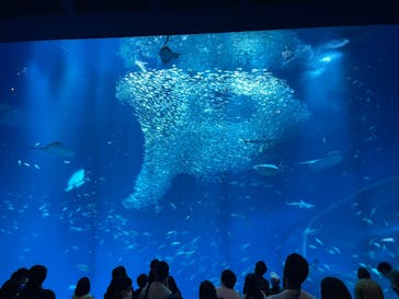 アクアワールド茨城県大洗水族館に投稿された画像（2023/5/4）