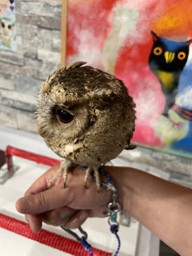 あうるぱーく フクロウカフェ池袋に投稿された画像（2023/5/4）