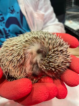 あうるぱーく フクロウカフェ池袋に投稿された画像（2023/5/4）