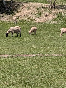 淡路ファームパーク イングランドの丘に投稿された画像（2023/5/4）