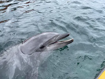 うみたま体験パーク 「つくみイルカ島」に投稿された画像（2023/5/4）