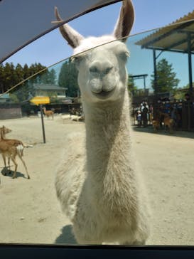 那須サファリパークに投稿された画像（2023/5/4）