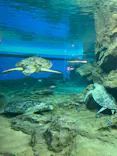 名古屋港水族館に投稿された画像（2023/5/4）