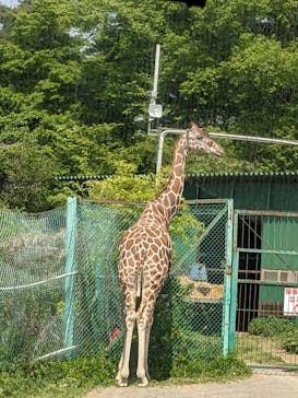 岩手サファリパークに投稿された画像（2023/5/4）