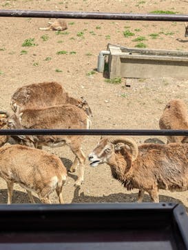 岩手サファリパークに投稿された画像（2023/5/4）