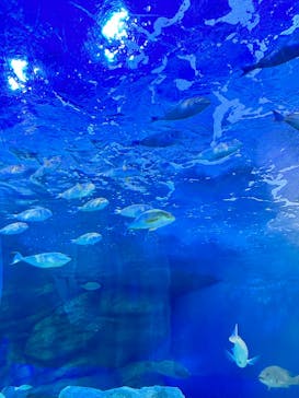 しながわ水族館に投稿された画像（2023/5/4）