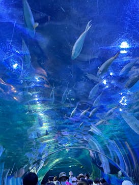 しながわ水族館に投稿された画像（2023/5/4）