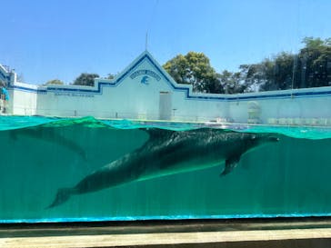 しながわ水族館に投稿された画像（2023/5/4）