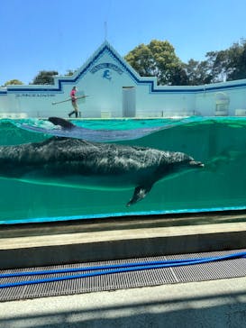 しながわ水族館に投稿された画像（2023/5/4）