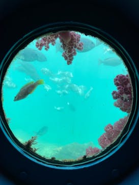 串本海中公園水族館に投稿された画像（2023/5/4）