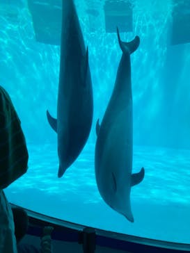 名古屋港水族館に投稿された画像（2023/5/4）