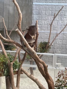 淡路ファームパーク イングランドの丘に投稿された画像（2023/5/4）