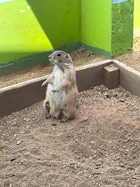 淡路ファームパーク イングランドの丘に投稿された画像（2023/5/4）