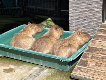 淡路ファームパーク イングランドの丘に投稿された画像（2023/5/4）