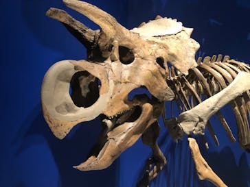 国立科学博物館に投稿された画像（2023/5/4）