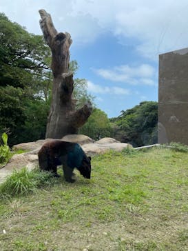 沖縄こどもの国に投稿された画像（2023/5/4）