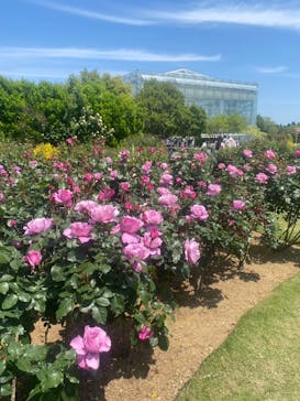 はままつフラワーパークに投稿された画像（2023/5/4）