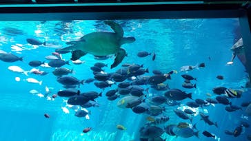 箱根園水族館に投稿された画像（2023/5/4）