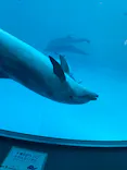 名古屋港水族館に投稿された画像（2023/5/4）