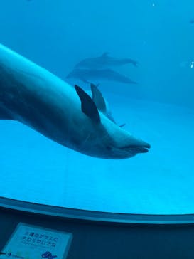 名古屋港水族館に投稿された画像（2023/5/4）