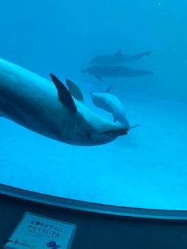 名古屋港水族館に投稿された画像（2023/5/4）