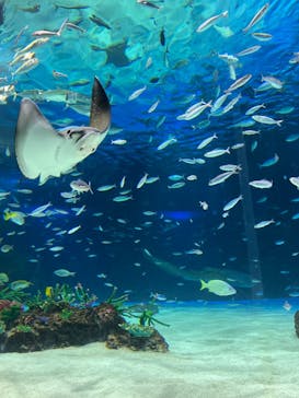 サンシャイン水族館に投稿された画像（2023/5/4）