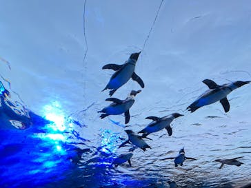 サンシャイン水族館に投稿された画像（2023/5/4）