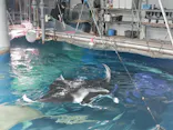 マクセル アクアパーク品川に投稿された画像（2023/5/4）