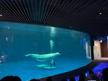 島根県立 しまね海洋館に投稿された画像（2023/5/4）