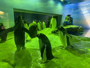 島根県立 しまね海洋館に投稿された画像（2023/5/4）