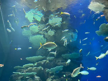 島根県立 しまね海洋館に投稿された画像（2023/5/4）