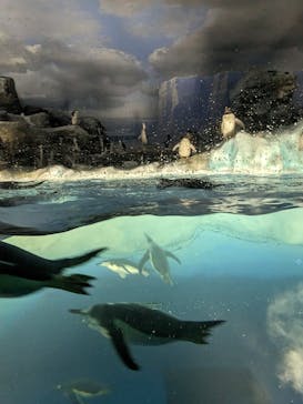 名古屋港水族館に投稿された画像（2023/5/4）