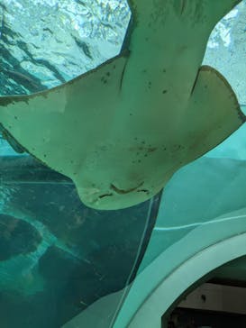 名古屋港水族館に投稿された画像（2023/5/4）