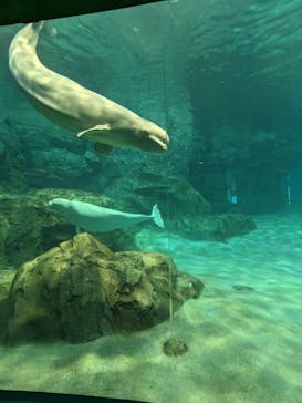 名古屋港水族館に投稿された画像（2023/5/4）