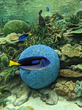 名古屋港水族館に投稿された画像（2023/5/4）