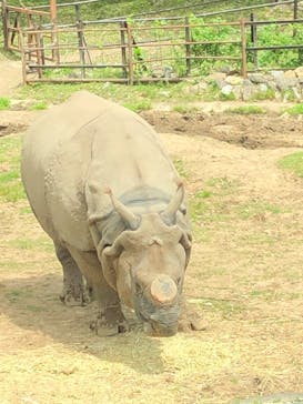 秋吉台自然動物公園 サファリランドに投稿された画像（2023/5/4）