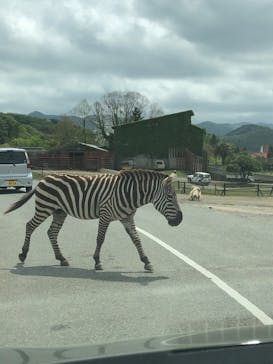秋吉台自然動物公園 サファリランドに投稿された画像（2023/5/4）