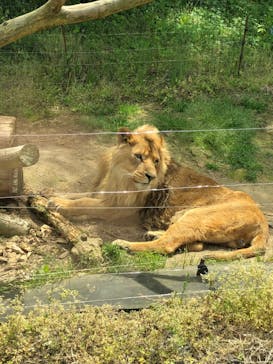 秋吉台自然動物公園 サファリランドに投稿された画像（2023/5/4）