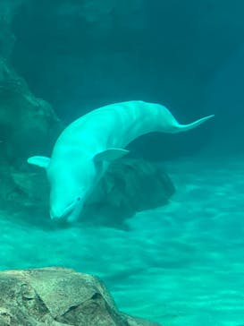 名古屋港水族館に投稿された画像（2023/5/4）