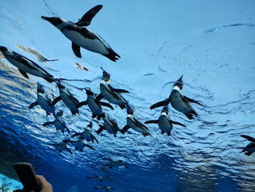 サンシャイン水族館に投稿された画像（2023/5/4）