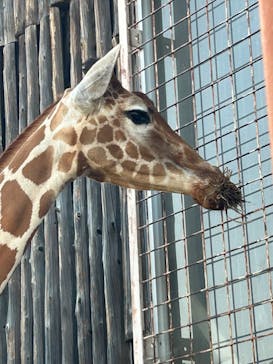 東武動物公園に投稿された画像（2023/5/4）