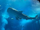 沖縄美ら海水族館に投稿された画像（2023/5/4）