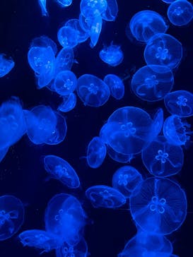 沖縄美ら海水族館に投稿された画像（2023/5/4）