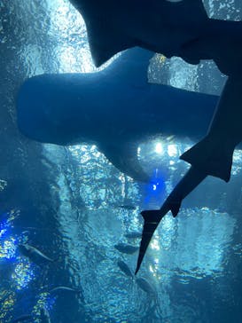 沖縄美ら海水族館に投稿された画像（2023/5/4）