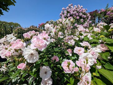 横浜イングリッシュガーデンに投稿された画像（2023/5/4）