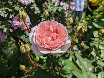 横浜イングリッシュガーデンに投稿された画像（2023/5/4）